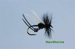 Hawthorne